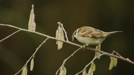 Brown-male-house-sparrow-scratch-and-trim-beak-on-twig-with-dead-leaves---static