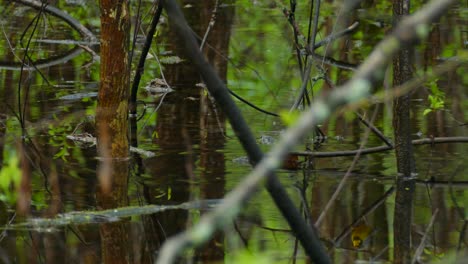 Kanadasängermännchen-In-Der-Nähe-Von-Wasser,-Springend-Zwischen-Ästen,-Vogelbeobachtung-In-Kanada