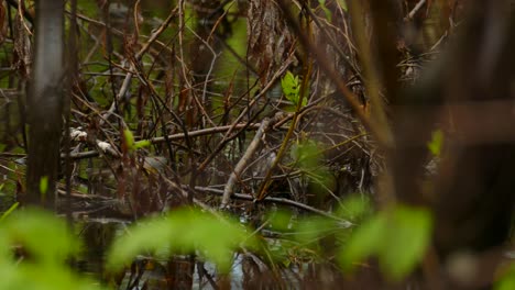 Kleiner-Kanadischer-Grasmückenvogel-Auf-Wäldern-Im-Waldsumpf