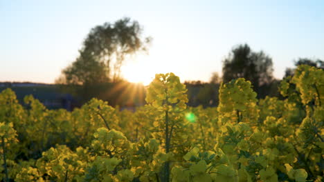 Rapeseed-oil-flowers-field-and-sun-sunbeams-over-blue-sky-in-Poland-at-sunset