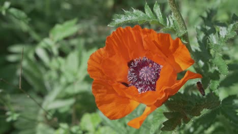 Blooming-Orange-Poppy-Gets-Inspected-By-A-Bee-In-Slow-Motion