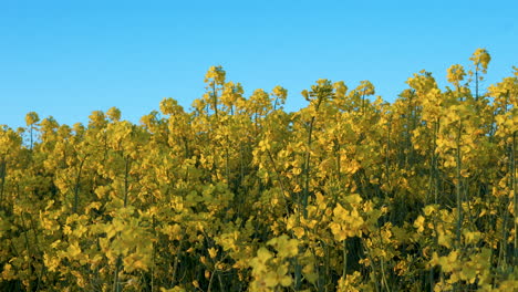 Close-up-of-blooming-rapeseed-in-summer-against-blue-sky