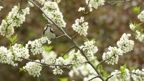 Wild-chestnut-sided-warbler,-setophaga-pensylvanica-hopping-on-the-branch-of-beautiful-blooming-white-plum-tree-and-fly-away,-wildlife-close-up-shot-in-spring-season