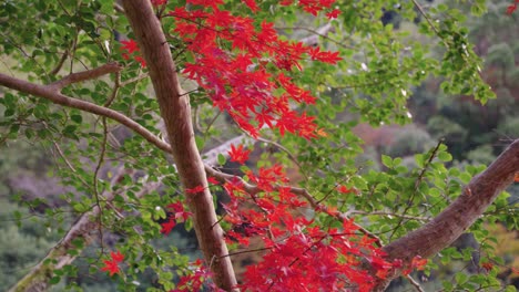 Red-Autumn-Leafs-in-green-mountain-background-in-Fall-Season-in-Japan