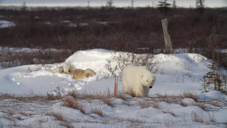Polar-bears-cubs-playing-in-snow-after-waking-up-from-a-nap
