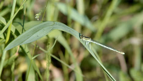 Dragonfly-sitting-on-a-leaf-swaying-in-the-wind