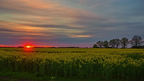 Timelapse-shot-of-rapeseed-flowers-field-at-evening-time