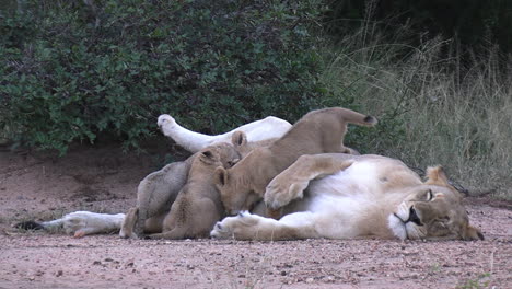 Group-of-Lion-Cubs-Drinking-Milk-From-Mother's-Teats