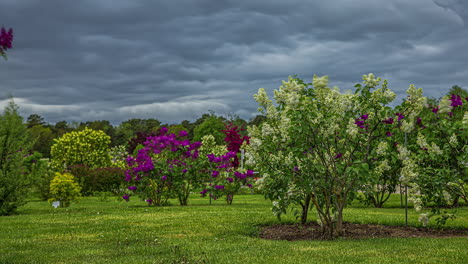 Lovely-Garden-Landscape-With-Dwarf-Lilac-And-Apple-Trees-Under-Cloudy-Sky