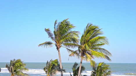 The-fronds-at-the-top-of-palm-trees-rustle-in-the-wind