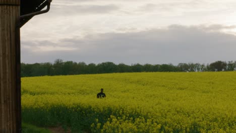 Black-male-walking-from-standing-inside-a-yellow-flower-field-near-wooden-cabin-in-rural-Stuttgart,-Baden-Wurttemberg,-Germany,-Europe,-afternoon-panning-view-angle