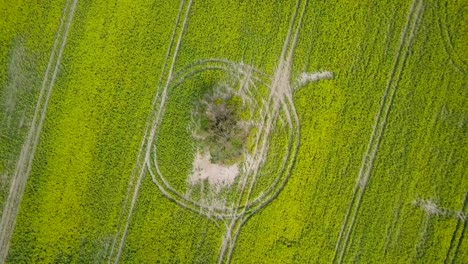 Luftüberflug-Blühendes-Rapsfeld,-Flug-über-Gelbe-Rapsblumen,-Baum,-Idyllische-Bauernlandschaft,-Schöner-Naturhintergrund,-Sonniger-Frühlingstag,-Rotierende-Drohnen-Vogelperspektive