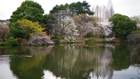 Duck-Wading-Through-Cherry-Blossom-Park-in-Japan-4K-Sakura-Blossom-Trees-at-Shinjuku-Gyoen-National-Garden