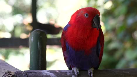 Eclectus-parrot-in-jungle---SLOW-MOTION