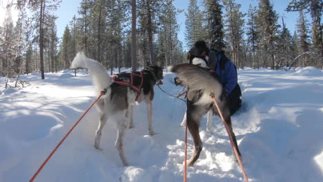 4K-Aufnahme-Einer-Gruppe-Husky-Schlittenhunde,-Die-Im-Schnee-In-Einem-Winterwald-In-Kiruna,-Schweden,-Ruhen-Und-Spielen