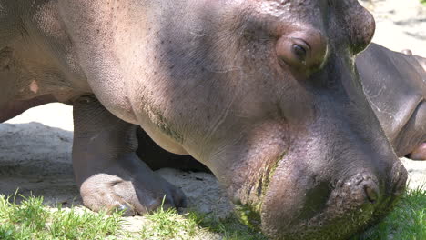 Close-up-shot-of-wild-Common-Hippopotamus-eating-fresh-grass-in-nature