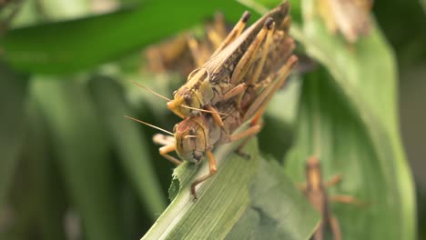 Macro-close-up-of-wild-Grasshopper-Couple-copulating-in-Wilderness---4K-Footage
