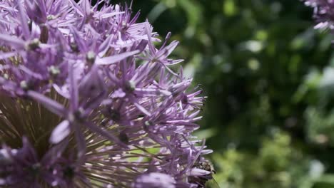 Honey-bee-flying-round-purple-flowers-Allium-Star-of-Persia-in-slow-motion
