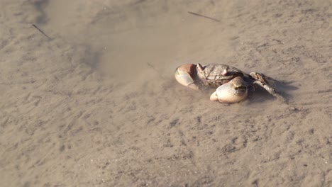 Neohelice-granulata-crab-walking-sideways-over-mudflat,-slipping-into-water