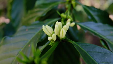 Small-White-Coffee-Flowers-during-Coffee-Harvest-Season-in-Timor-Leste,-South-East-Asia