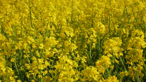 Blooming-Rapeseed-Fields-On-A-Breeze-Summertime-In-Skane,-Sweden