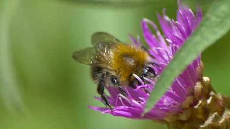 Majestic-bumblebee-in-flower-collecting-nectar-pollen,macro-shot