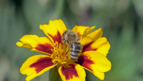 Makro-Nahaufnahme-Einer-Glücklichen-Biene,-Die-Im-Sommer-Pollen-Einer-Gelben-Blume-Sammelt
