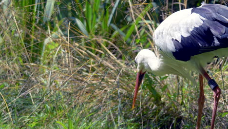 Slow-motion-of-wild-stork-hunting-and-chasing-in-green-plants-during-sunlight