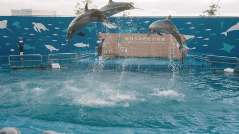 Delfinshow-–-Drei-Delfine-Springen-Aus-Dem-Wasser-Im-Umino-Mori-Aquarium-In-Sendai,-Miyagi,-Japan