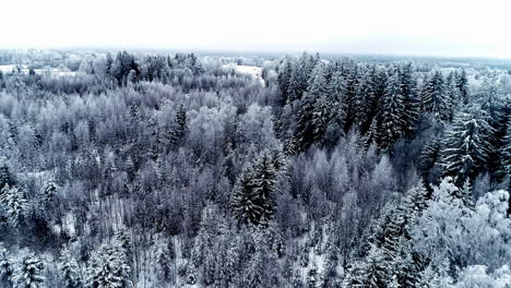 Aerial-View-Of-Snowy-Pine-Trees-In-The-Forest-During-Winter-Season