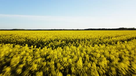 Aerial-flight-over-blooming-rapeseed-field,-flyover-yellow-canola-flowers,-idyllic-farmer-landscape,-beautiful-nature-background,-drone-shot-moving-forward-low