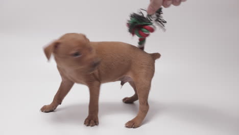 Cachorro-De-Pinscher-Miniatura-Muy-Juguetón-Con-Juguete-De-Cuerda-Para-Masticar-Perro-Multicolor,-Fondo-Blanco