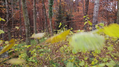 Herbstwaldbäume-Gelbes-Und-Rotes-Laub,-Waldluftbild-In-Der-Herbstsaison