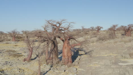 Vista-Aérea-De-Espectaculares-árboles-Baobab-En-La-Isla-De-Kubu-Cerca-De-Makgadigadi,-Botswana