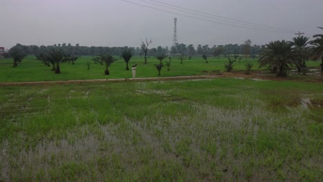 Luftaufnahme-über-Reisfeldern-In-Sindh-Mit-Einem-Pakistanischen-Mann,-Der-Auf-Dem-Weg-Ein-Foto-Macht