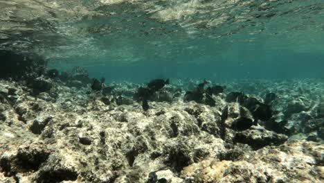 Fischschwarm-Schwimmt-Unter-Wasser-In-Der-Nähe-Des-Korallenriffs