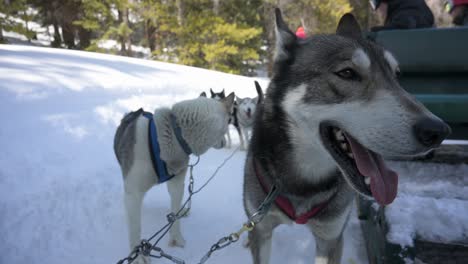 Close-up-of-two-Siberian-Huskies-panting-after-pulling-a-dog-sled-during-the-winter