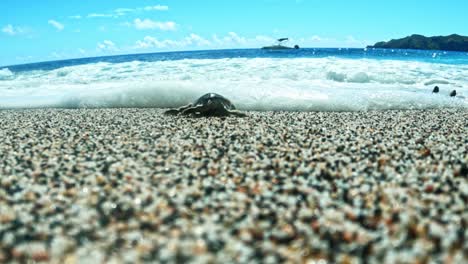 Babyschildkröte-Krabbelt-An-Der-Küste-Des-Blauen-Ozeans