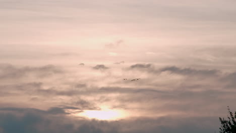 3-geese-flying-towards-beautiful-sunrise