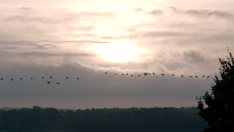 Geese-flying-in-the-morning-sky