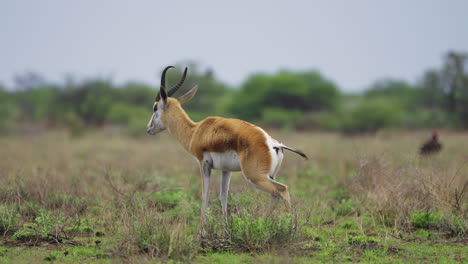 Springbok-Antelope-In-The-Wild,-Central-Kalahari-Game-Reserve-In-Botswana---wide-shot