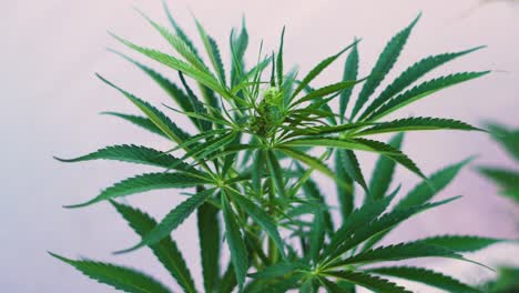 Cannabisanbau-Im-Kleinen-Maßstab