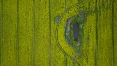 Aerial-flyover-blooming-rapeseed-field,-flying-over-yellow-canola-flowers,-idyllic-farmer-landscape,-beautiful-nature-background,-sunny-spring-day,-drone-dolly-shot-moving-left