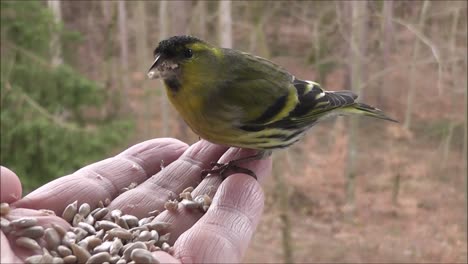 Small-bird-is-eating-out-seeds-from-hand-of-a-person-while-there-is-trees-and-forest-in-background