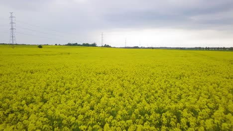 Aerial-flyover-blooming-rapeseed-field,-flying-over-lush-yellow-canola-flowers,-idyllic-farmer-landscape-with-high-voltage-power-line,-overcast-day,-low-drone-shot-moving-forward