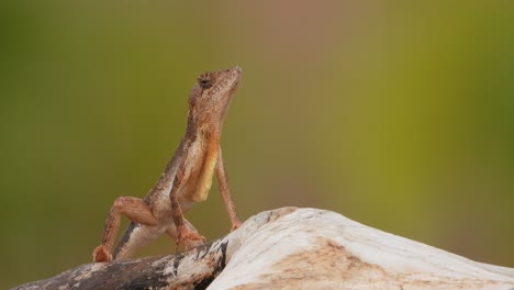 Lizard-in-rock-waiting-for-pry-
