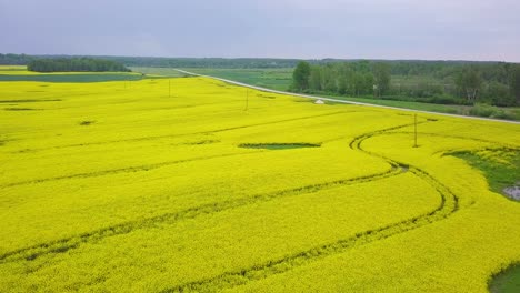 Aerial-flyover-blooming-rapeseed-field,-flying-over-lush-yellow-canola-flowers,-idyllic-farmer-landscape-with-high-fresh-green-oak-trees,-overcast-day,-wide-drone-shot-moving-backward