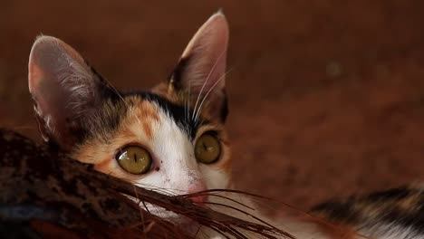 Close-up-shot-of-a-cute-calico-kitten-playfully-chewing-on-a-piece-of-wood-at-the-farm