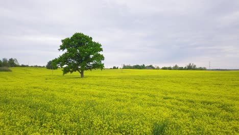 Aerial-flyover-blooming-rapeseed-field,-flying-over-lush-yellow-canola-flowers,-idyllic-farmer-landscape-with-high-fresh-green-oak-tree,-overcast-day,-wide-drone-shot-moving-forward