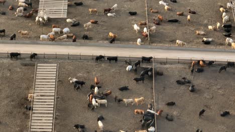 Confined-concentrated-animal-feeding-operation-CAFO-in-USA